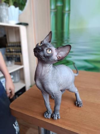 Котята Канадского сфинкса