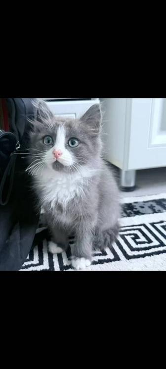 Отдам котенка даром