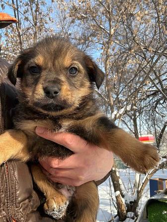 Щенок мальчишка