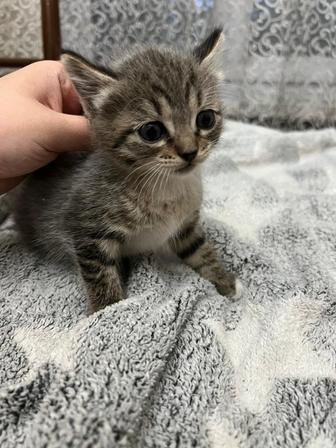 Отдадим котят в добрые руки