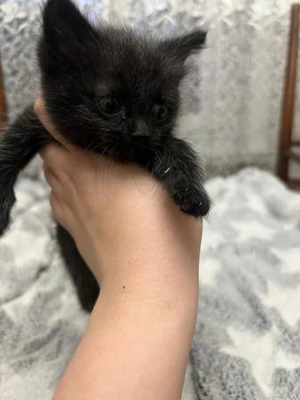 Отдадим котенка в добрые руки