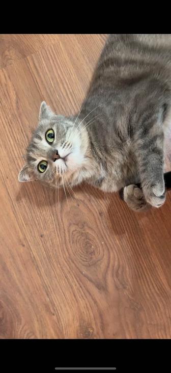 Кошка