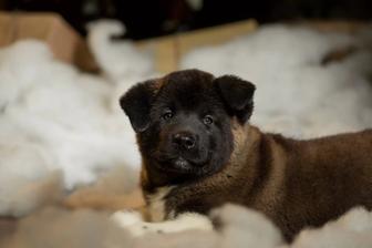 Шикарные щенки Американской Акиты готовы к переезду