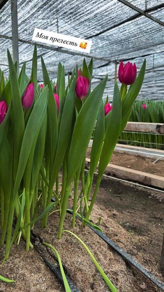 Тюльпаны оптом и в розницу