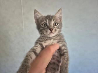 Котенок-мальчик в добрые руки