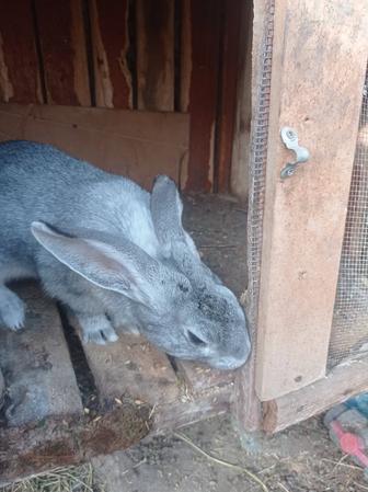 Продаю домашних кроликов возраст 7-8 месяцев