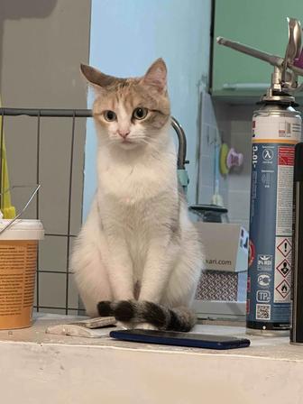 Кошка ищет дом
