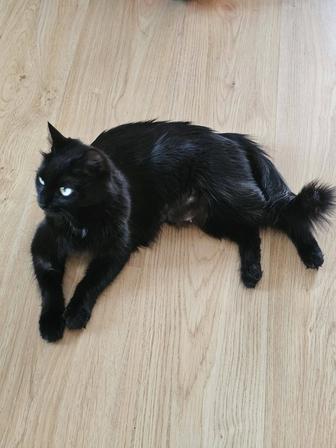 Красавица пантера черна как сама ночь, ищет дом.
