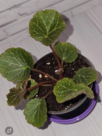 Камнеломка плетеносная. 2 вида.