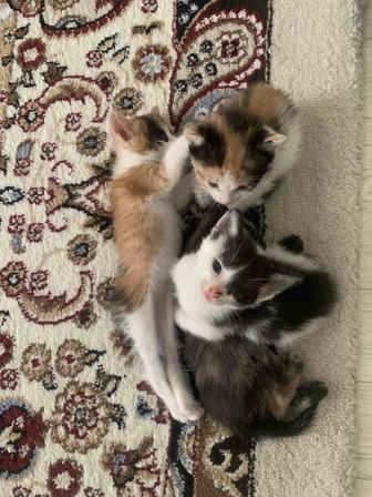 Котенок