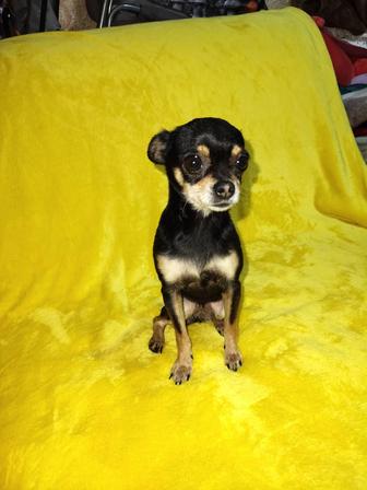 Мини той терьер