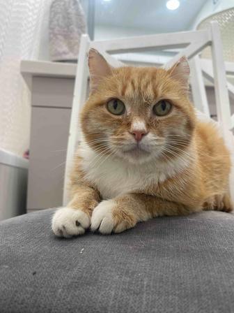 Кот крысолов в добрые руки