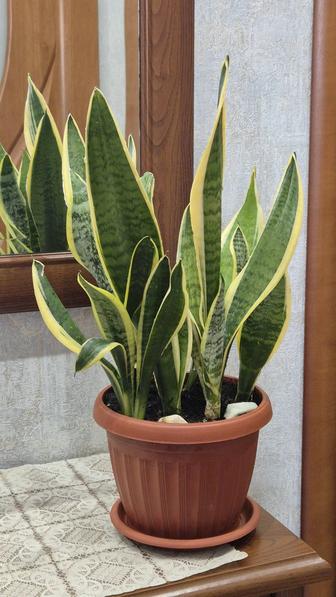 Яркая Сансевиерия Лауренти 5-6 растений в горшке.