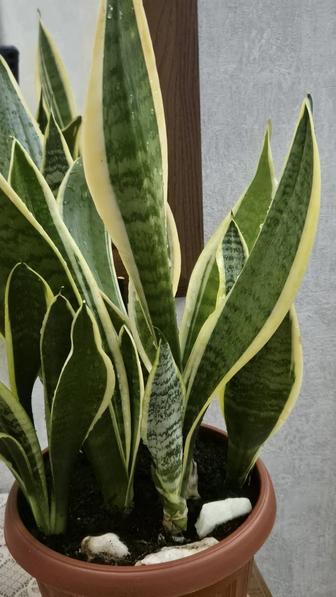 Яркая Сансевиерия Лауренти 5-6 растений в горшке.