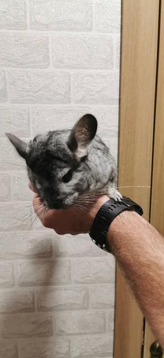 Продам шиншиллу