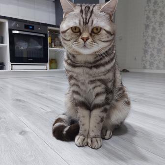 Отдам кота Женю в добрые ручки