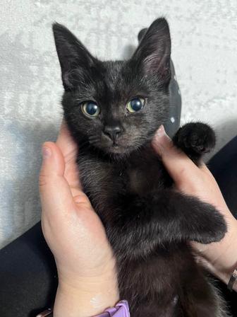 Отдам в хорошие руки котенка