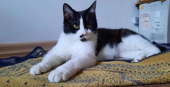 Кошка, приносящая удачу