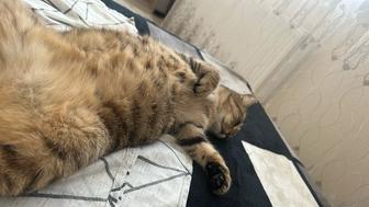 Срочно отдам кошку