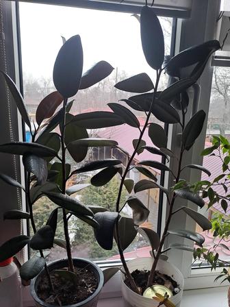 Комнатные цветы