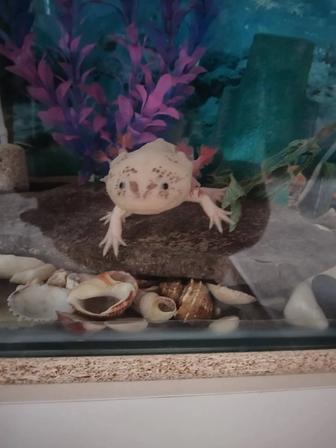 Продам аксолотлей