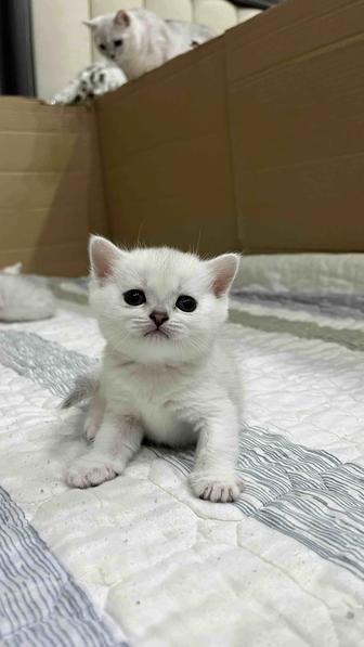 Британская Серебристая Шиншилла