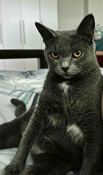 Кошка нуждается в коте