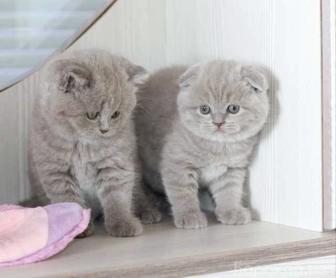 Скоттиш фолд