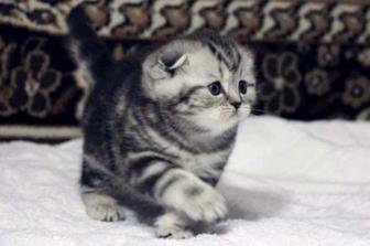 Скоттиш фолд