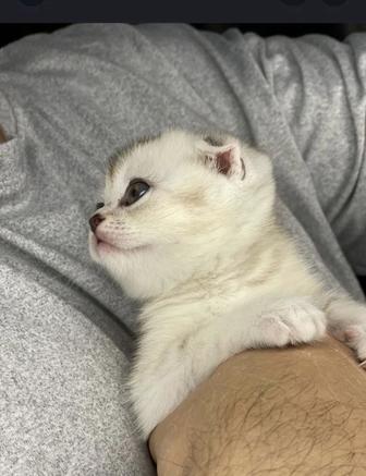 Скоттиш фолд