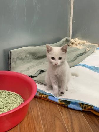 Отдам даром котенка