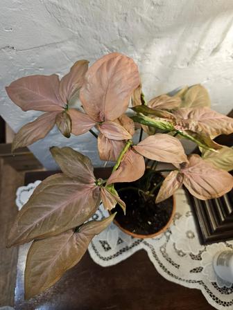 Сциндапсус Регина Ред