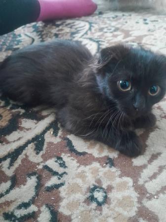 Отдам двоих котят оба котики