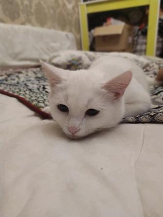 Котеноок -мальчик , 7 месяцев