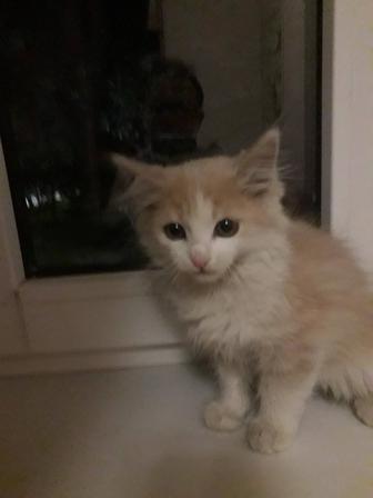 Отдаю в добрые руки котенка!
