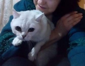 Помощь по уходу за животными