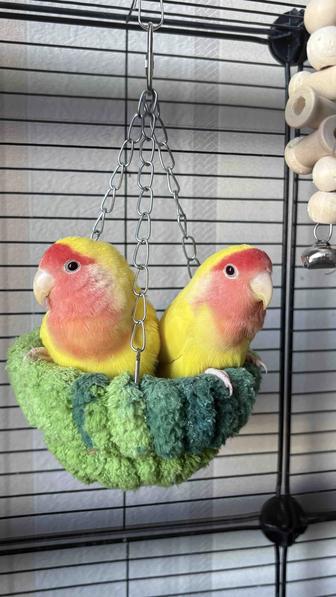 Продам попугаев неразлучники с клеткой и предметами 25шт