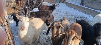 Продам коз