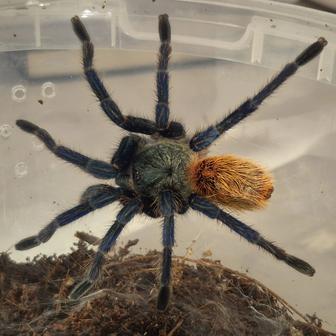 Паук птицеед Chromatopelma Cyaneopubescens