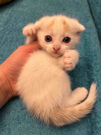 Продам котенка