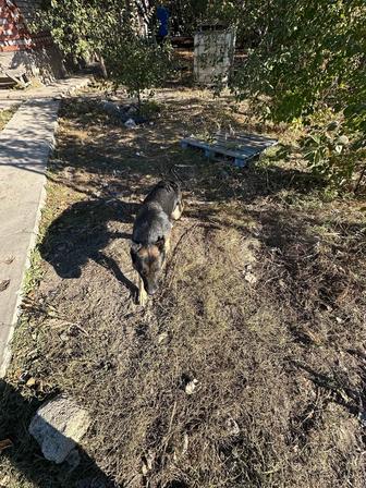 Немецкая овчарка девушка