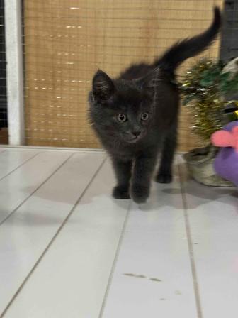 Котенок ищет дом