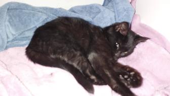 В добрые руки