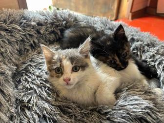 Отдам котят в хорошие руки