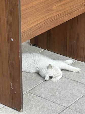 Подарите коту семью