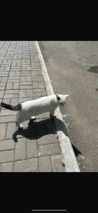 Подарите коту семью