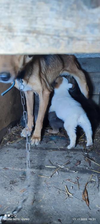 Отдам щенков