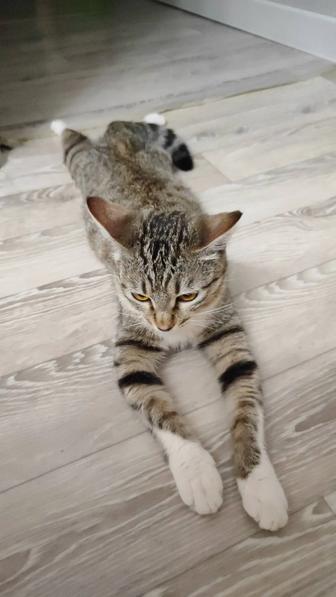 Кошка