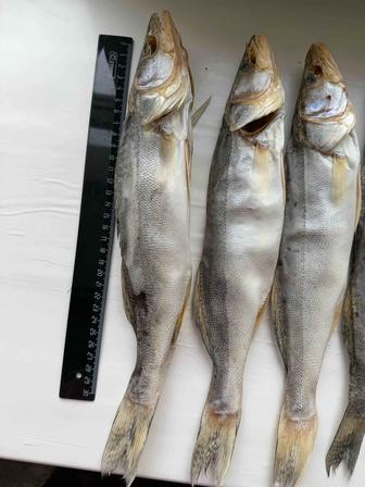 Вяленый судак