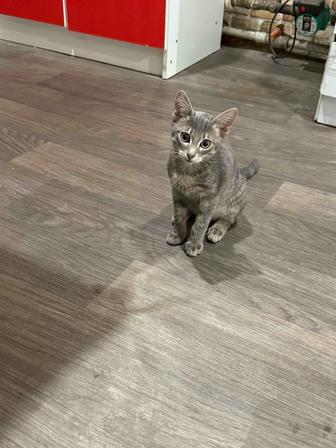 Котенок мальчик